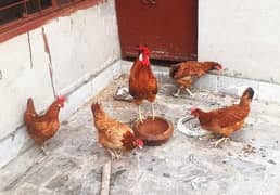 1 Male 4 Femail Chickens