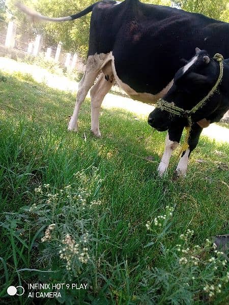 Frizan Cow 1