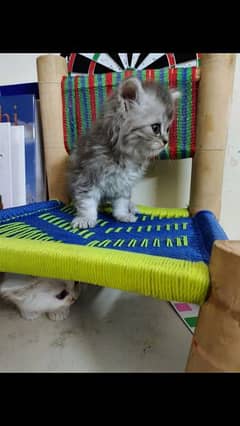 original and adorable Persian kittens looking for home