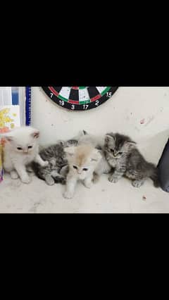 original and adorable Persian kittens looking for home