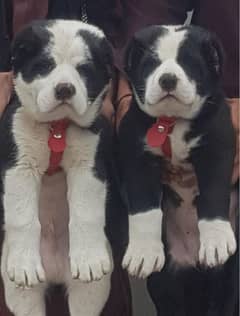 alabai security Dog 3 month pair for sale heavy bone