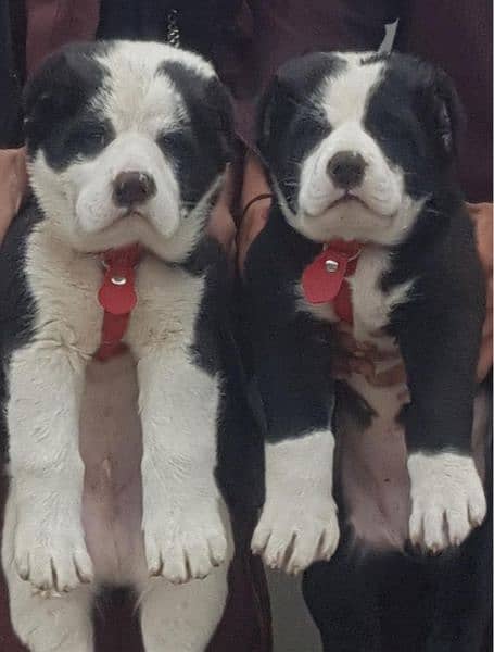 alabai security Dog 3 month pair for sale heavy bone 1