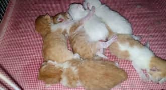 Persian cute kitten 1 month old kittens mother cat also given