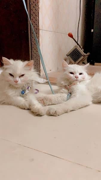 PERSIAN CATS 0