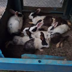 urgent sale 7 rabbit with breeders