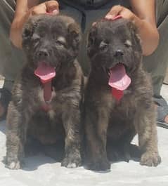 Kurdish Kangal security Dog 2 month pair for sale heavy bone