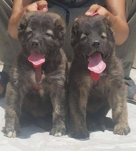 Kurdish Kangal security Dog 2 month pair for sale heavy bone 1