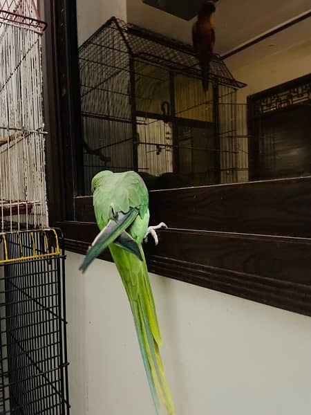 Alexander raw parrot pair 2