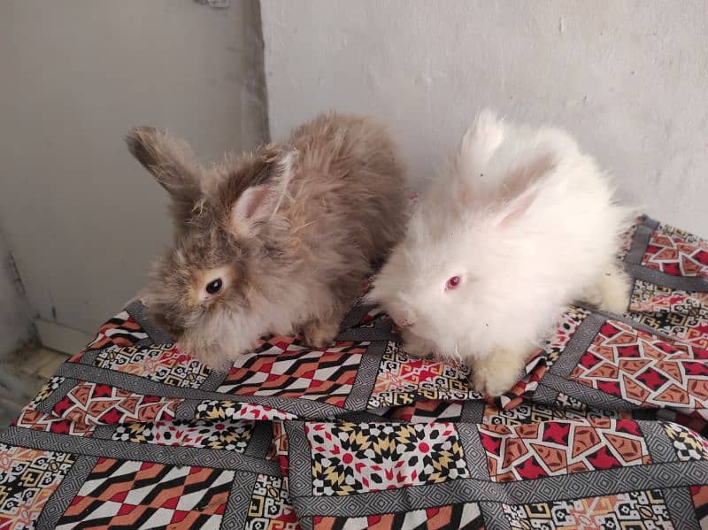 Giant Angora Rabbits 0