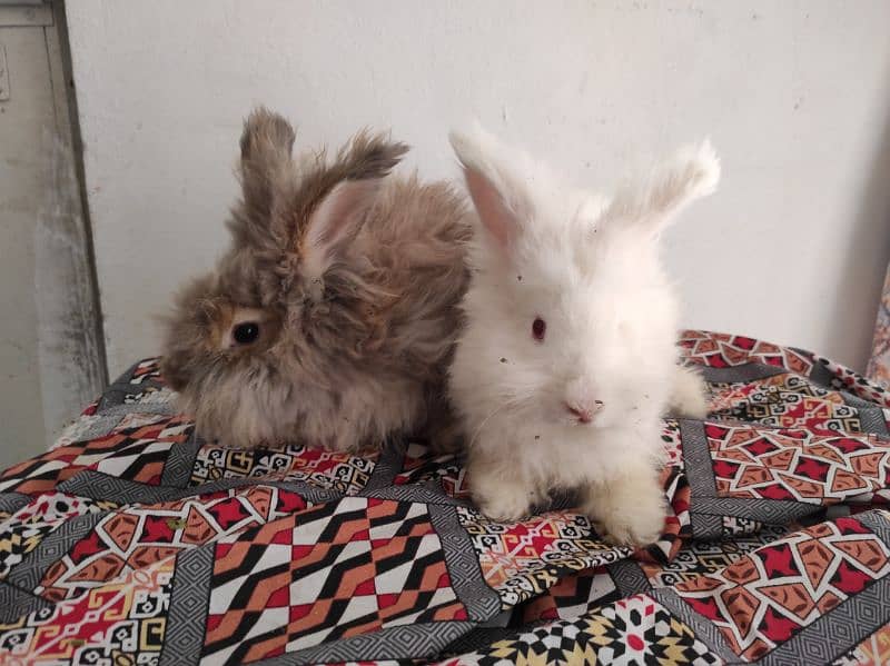 Giant Angora Rabbits 1