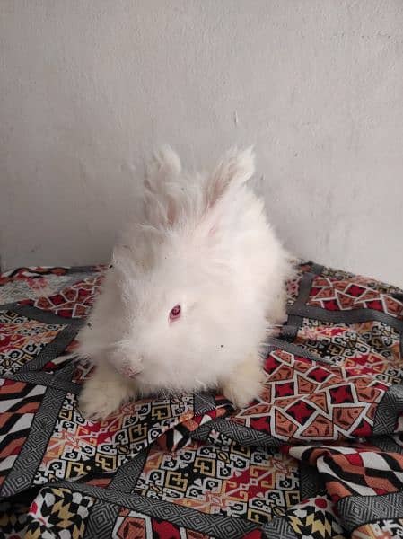 Giant Angora Rabbits 2