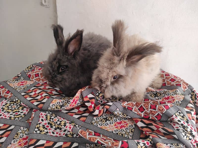 Giant Angora Rabbits 6