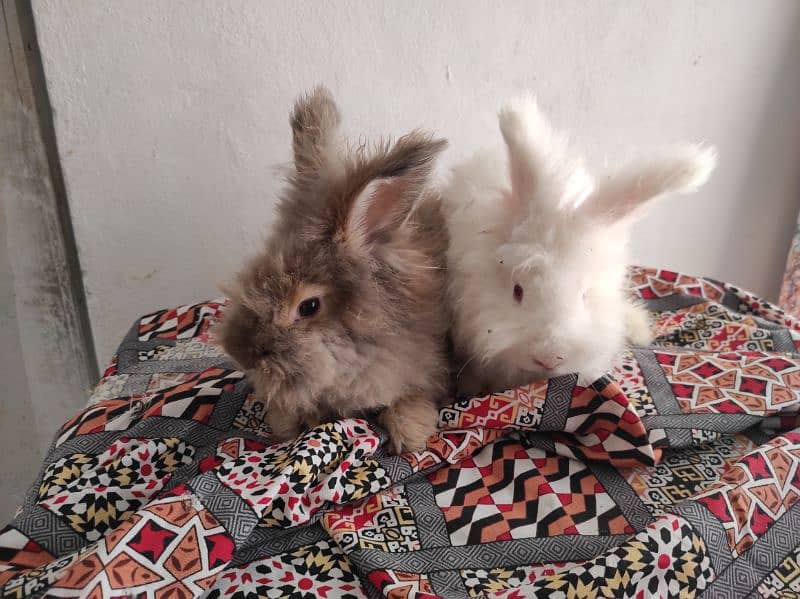 Giant Angora Rabbits 7