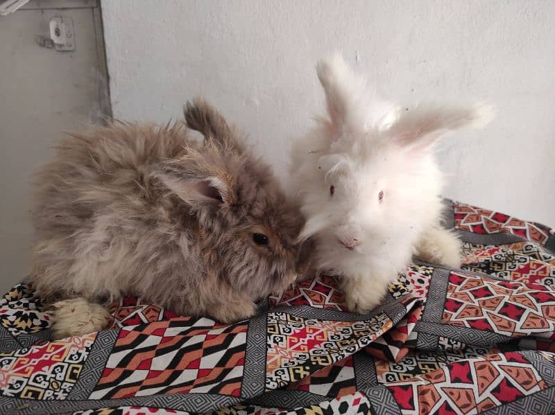 Giant Angora Rabbits 8