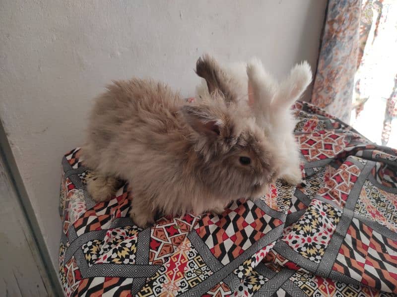 Giant Angora Rabbits 9