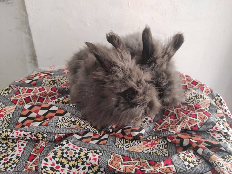 Giant Angora Rabbits 10