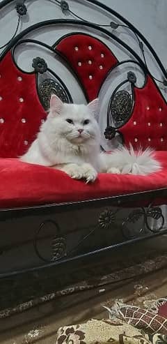 Persian cat with blue eyes 0