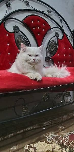 Persian cat with blue eyes 1