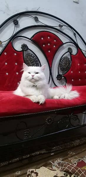 Persian cat with blue eyes 5