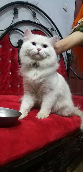 Persian cat with blue eyes 6
