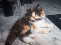 persian calico kitten 0