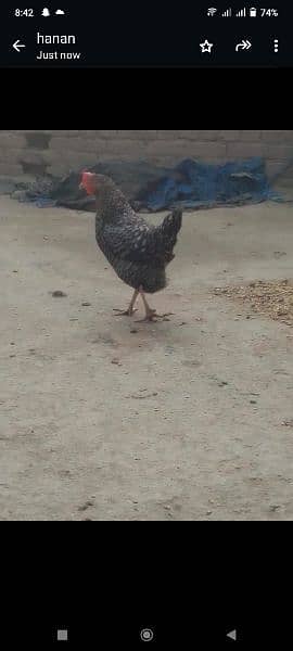 egg lying hen for sale 3