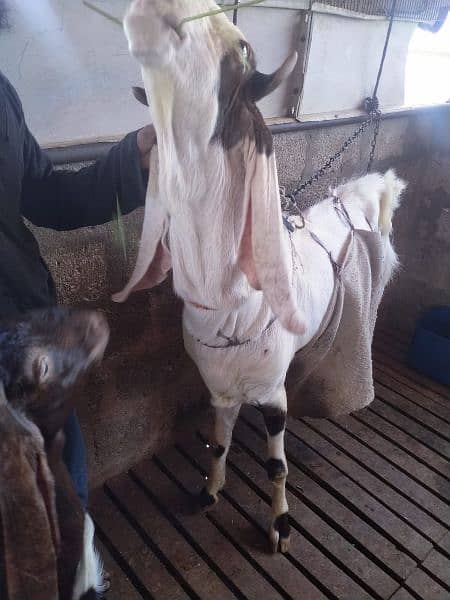 breeder aandu Bakra for sale 6