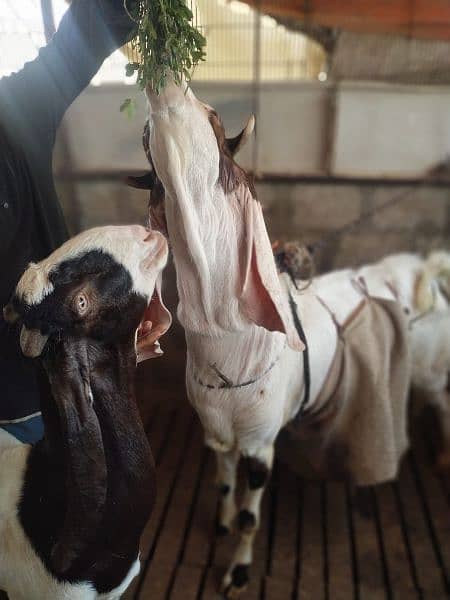 breeder aandu Bakra for sale 10