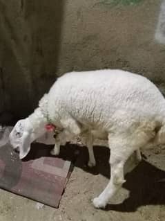 sheep 0
