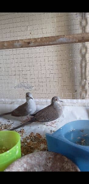 Dove diamond pied pathy,,03214103479 0