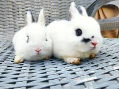 dutch hotot American rabbit breed pair 0