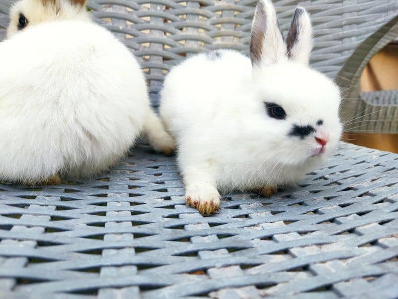 dutch hotot American rabbit breed pair 1