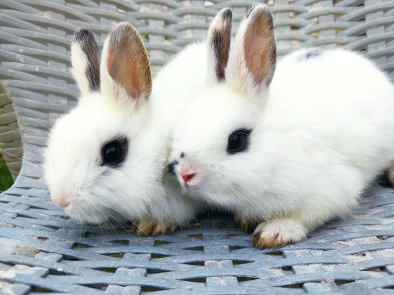 dutch hotot American rabbit breed pair 2