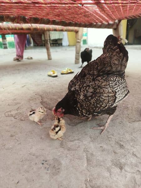 bantam hen with three healthy chicks 1