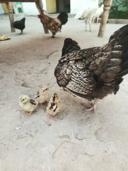 bantam hen with three healthy chicks 2