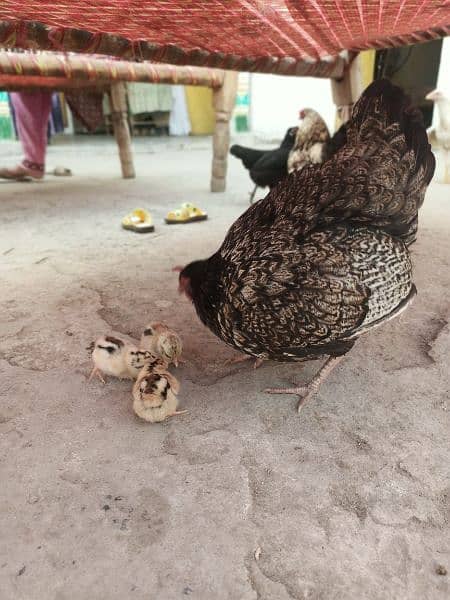 bantam hen with three healthy chicks 3