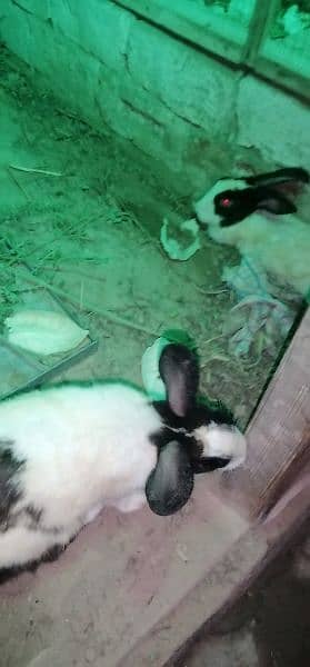 Rabbits for sale 1