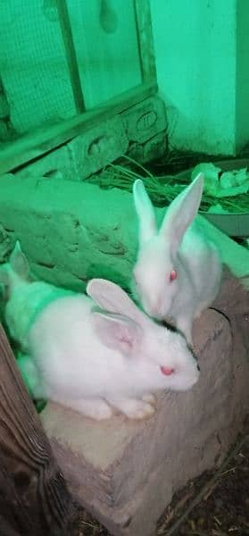 Rabbits for sale 3