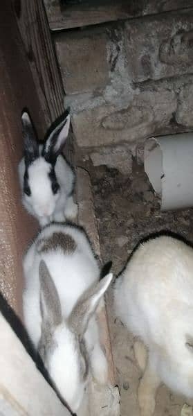 Rabbits for sale 5