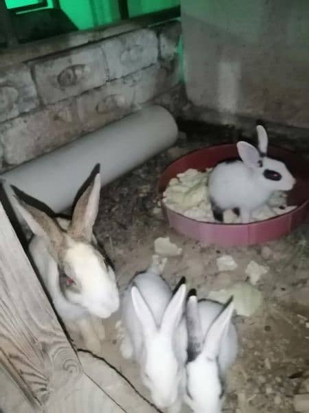 Rabbits for sale 7