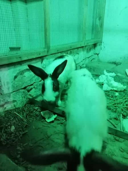 Rabbits for sale 10