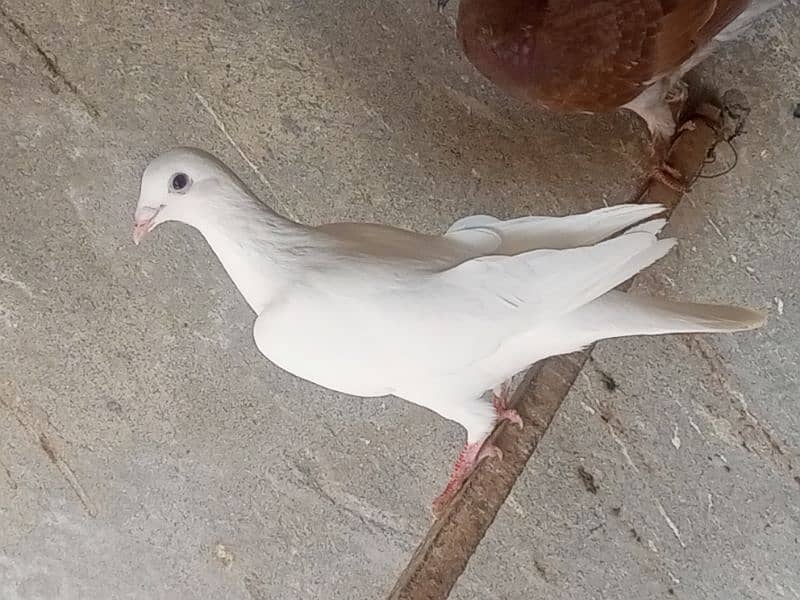 pigeon 3