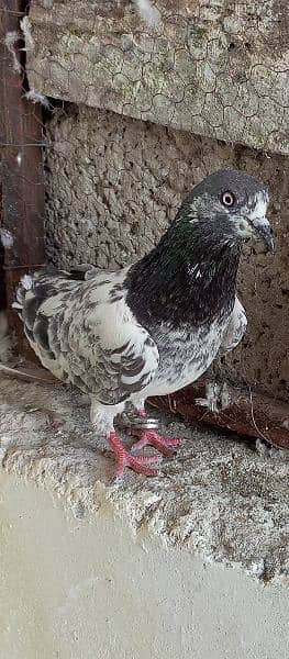 pigeon 7