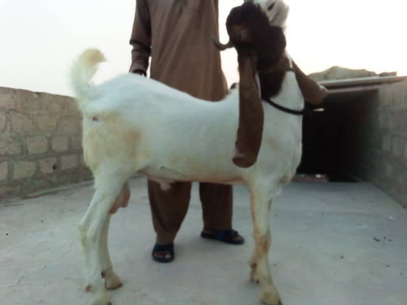 vip Bakra qurbani ni k Liya 0