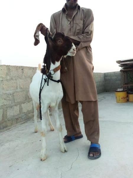 vip Bakra qurbani ni k Liya 2