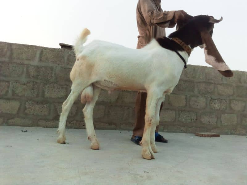 vip Bakra qurbani ni k Liya 3