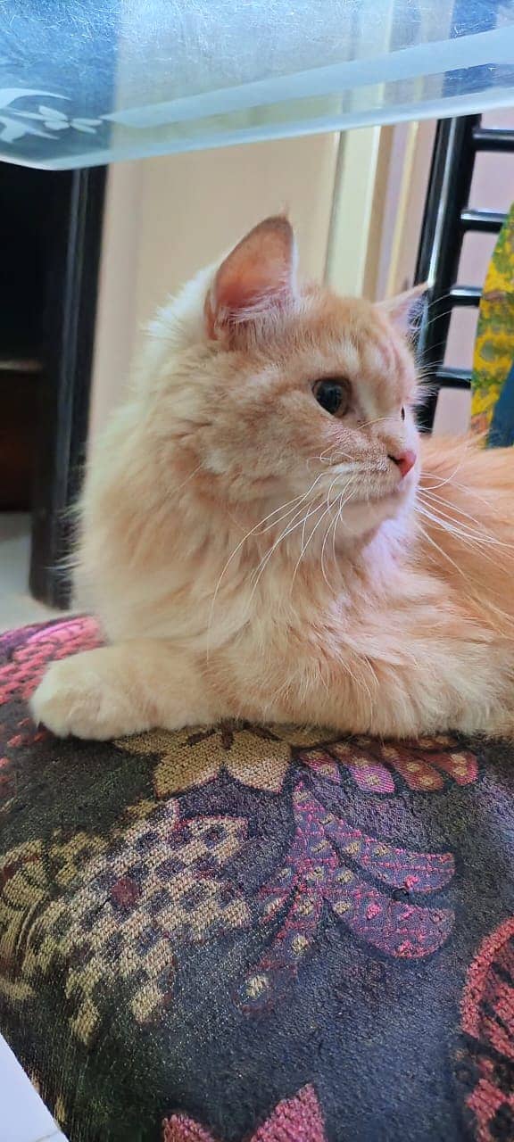 Persian cat triple coat 3