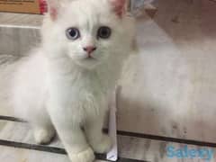 White Persian Male Cat