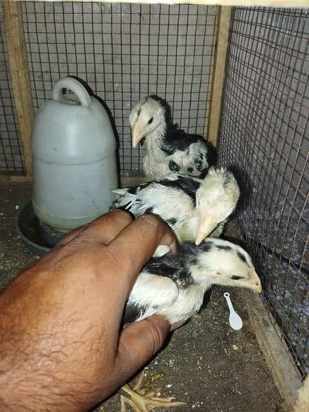 3 Aseel chicks 3