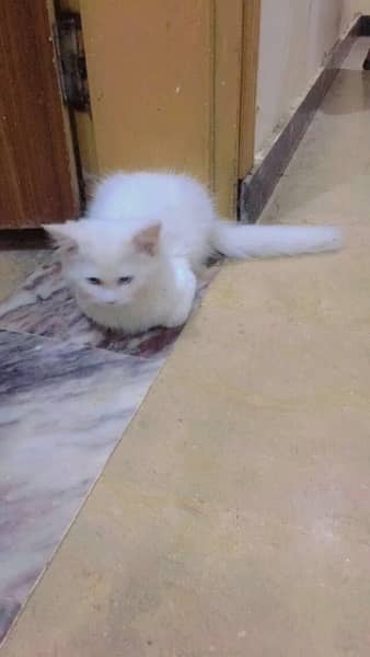 Persian cat in white colour 4